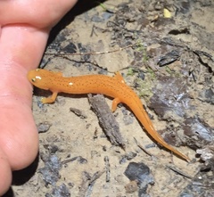 Pseudotriton ruber