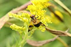 Volucella tabanoides