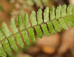 Asplenium lunulatum