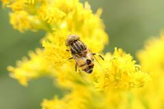 Eristalinus quinquestriatus