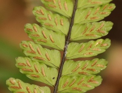 Asplenium lunulatum