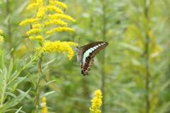 Graphium sarpedon nipponum