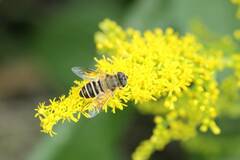 Eristalis cerealis