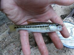 Micropterus henshalli