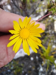 Ursinia dentata