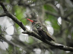Hylocharis chrysura