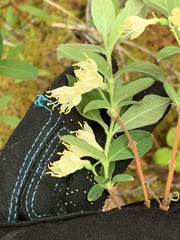 Lonicera villosa