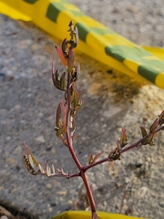 Lactuca serriola