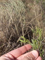 Searsia ciliata
