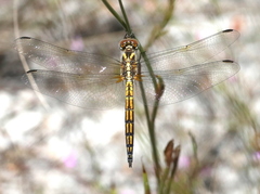 Trithemis furva