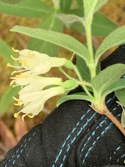 Lonicera villosa