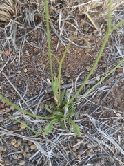 Wahlenbergia marginata