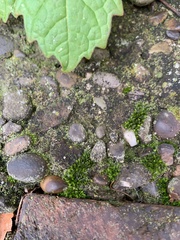 Bryum argenteum