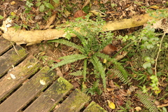 Asplenium lunulatum