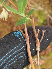 Lonicera villosa