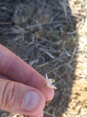 Wahlenbergia marginata