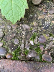 Bryum argenteum