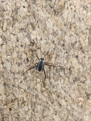 Stenocara gracilipes