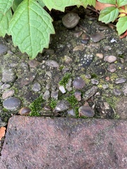 Bryum argenteum