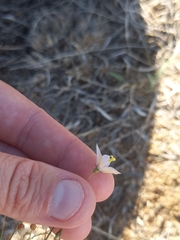 Wahlenbergia marginata