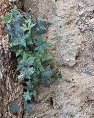 Notholaena standleyi