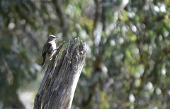 Climacteris picumnus