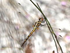 Trithemis furva