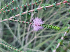 Melaleuca gibbosa
