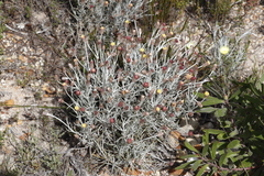 Syncarpha gnaphaloides