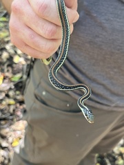 Thamnophis proximus proximus