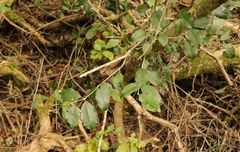 Olea capensis macrocarpa