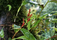 Cautleya