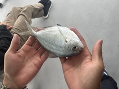Peprilus triacanthus