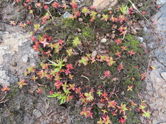 Crassula dependens