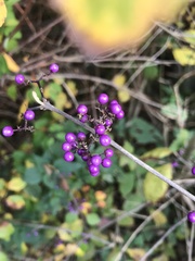 Callicarpa