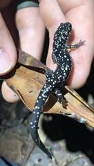 Plethodon glutinosus