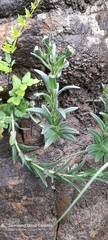 Buglossoides arvensis