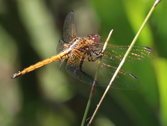 Trithemis pluvialis