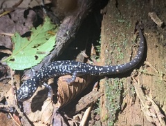 Plethodon glutinosus