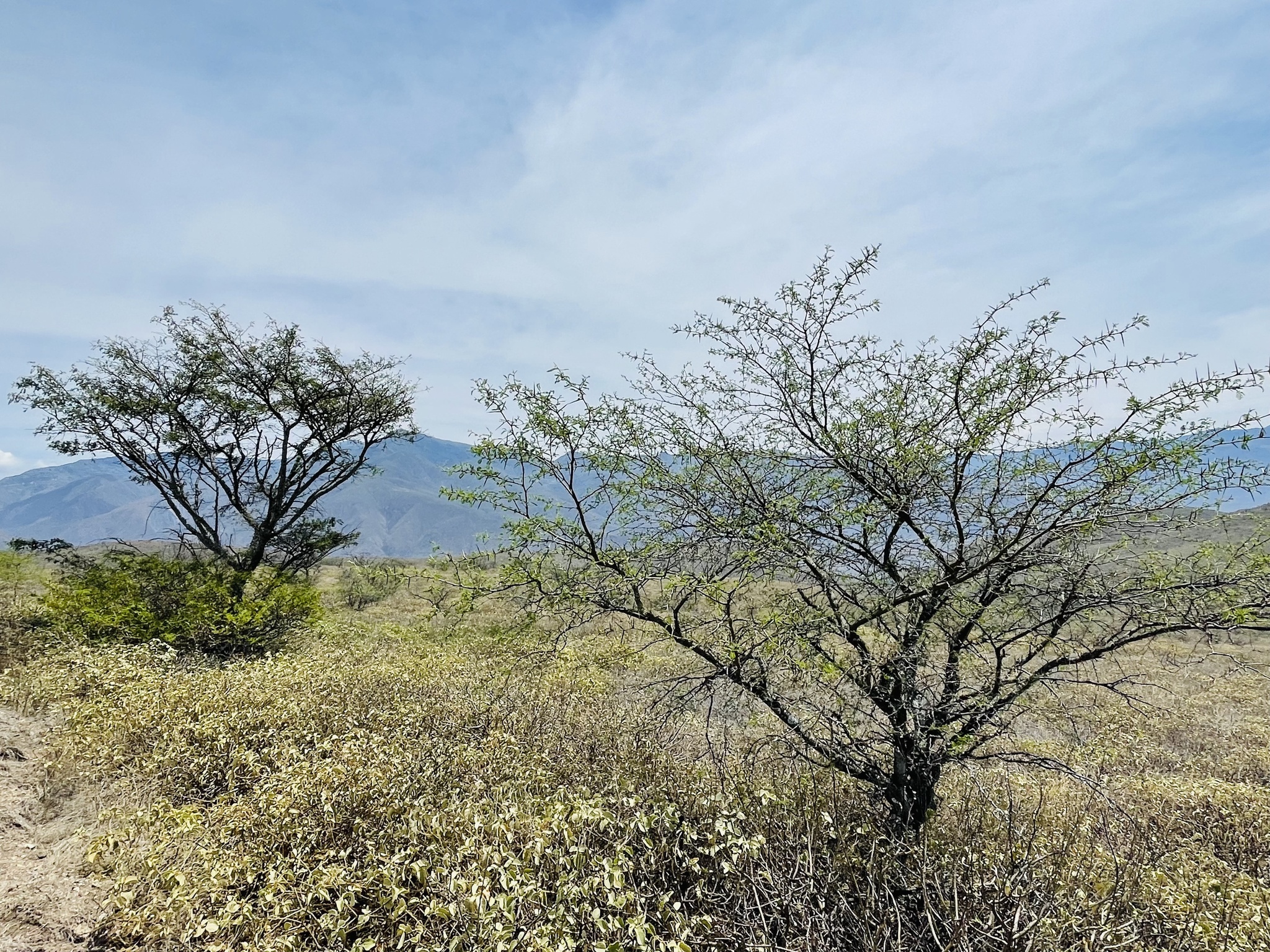Vachellia macracantha image