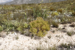 Osteospermum junceum
