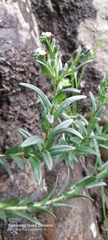 Buglossoides arvensis