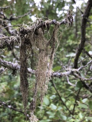 Ramalina thrausta