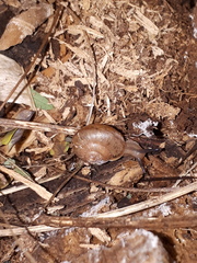 Bradybaena similaris