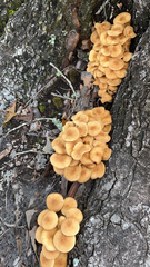 Physalacriaceae