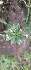 Buglossoides arvensis