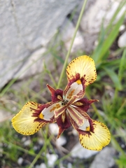 Moraea lurida