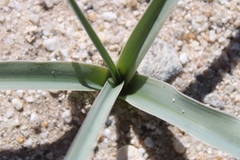 Hesperocallis undulata