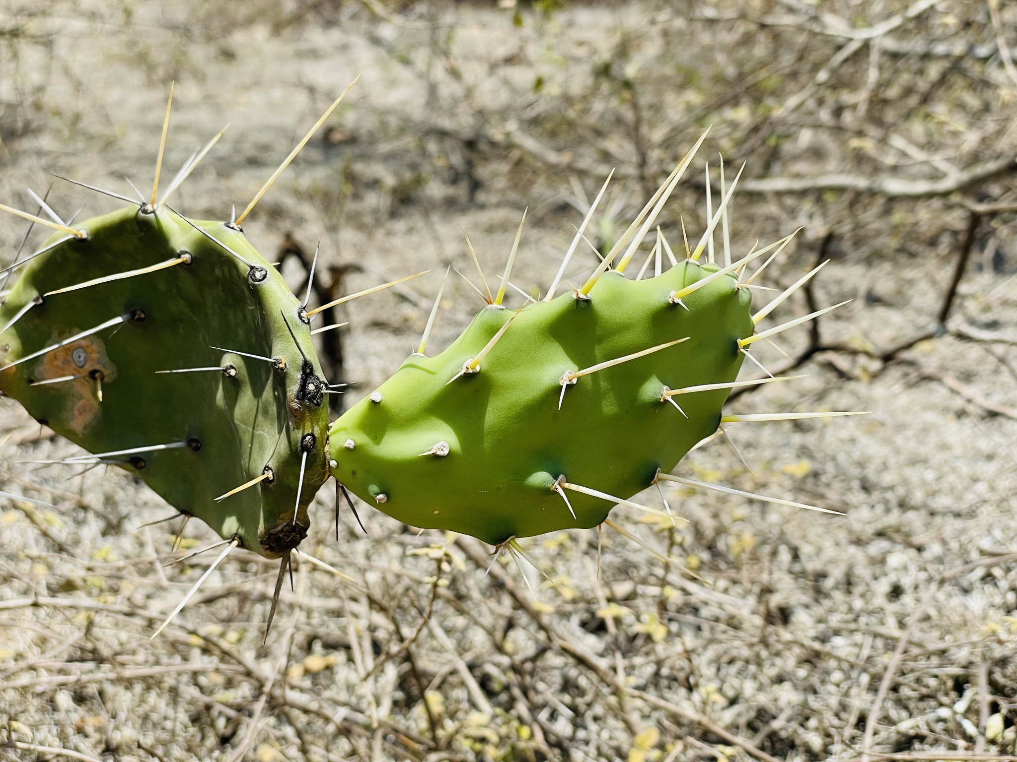 Opuntia soederstromiana image