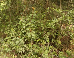 Trichocladus crinitus